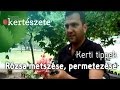 Rózsa permetezése - Rózsa nyári metszése - Megyeri Szabolcs rózsarendelés Győr