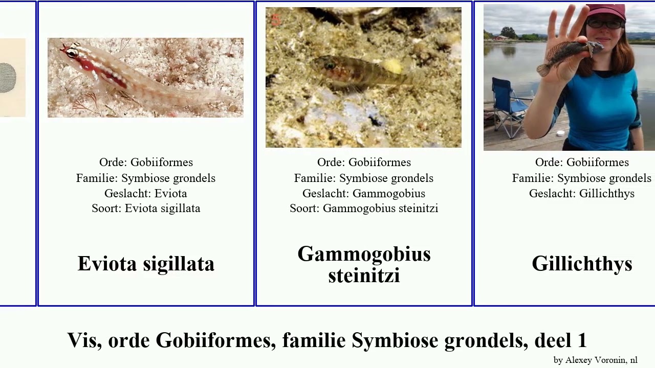 Vis, orde Gobiiformes, familie Symbiose grondels, deel 1 gobius benthophilus amblyeleotris fish