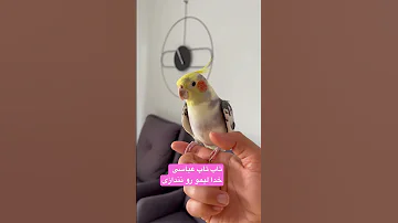 اولین عروس هلندی ک اهنگ ایرج خواجه امیری میخونه اكسبلور Birds Parrot Liimokhan 