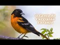 O Canto do Curripião Laranja!  Icterus galbula