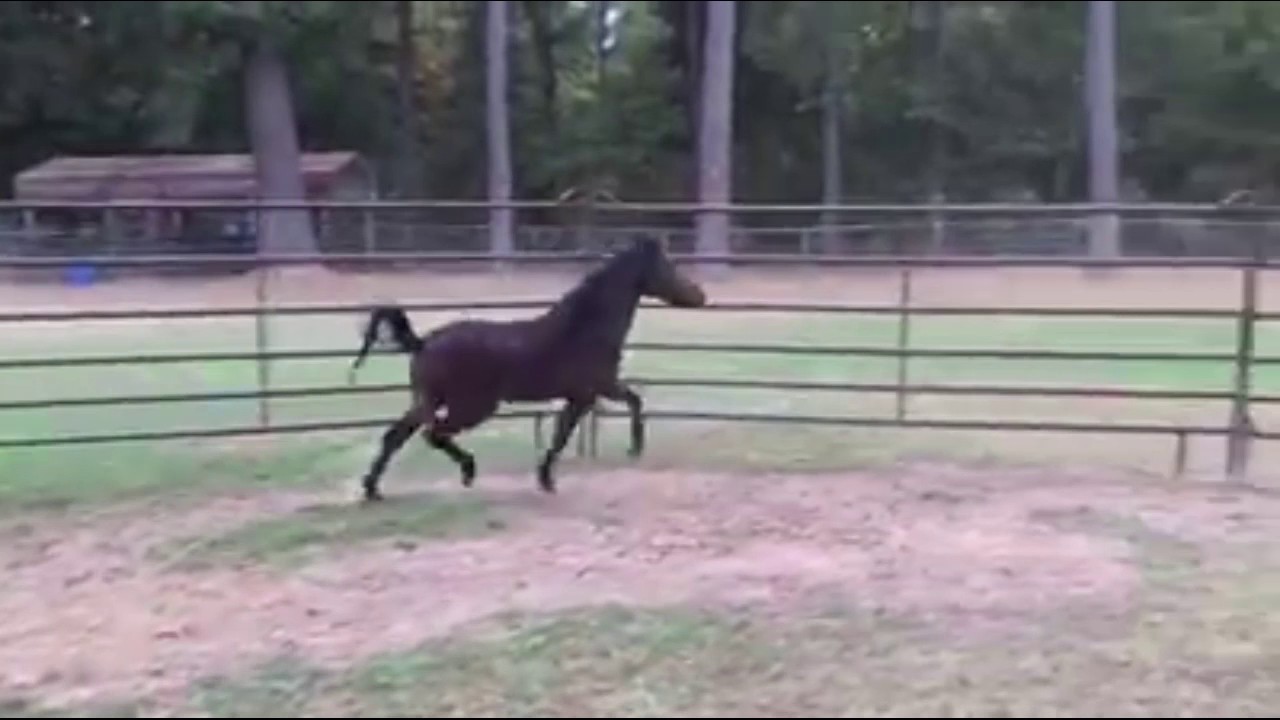 Classic trot youtube