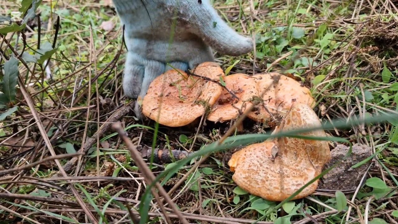Doğaçlama kanlıca avı,mesai öncesi orman turu,kanlıca ve civciv ayağı mantarı...