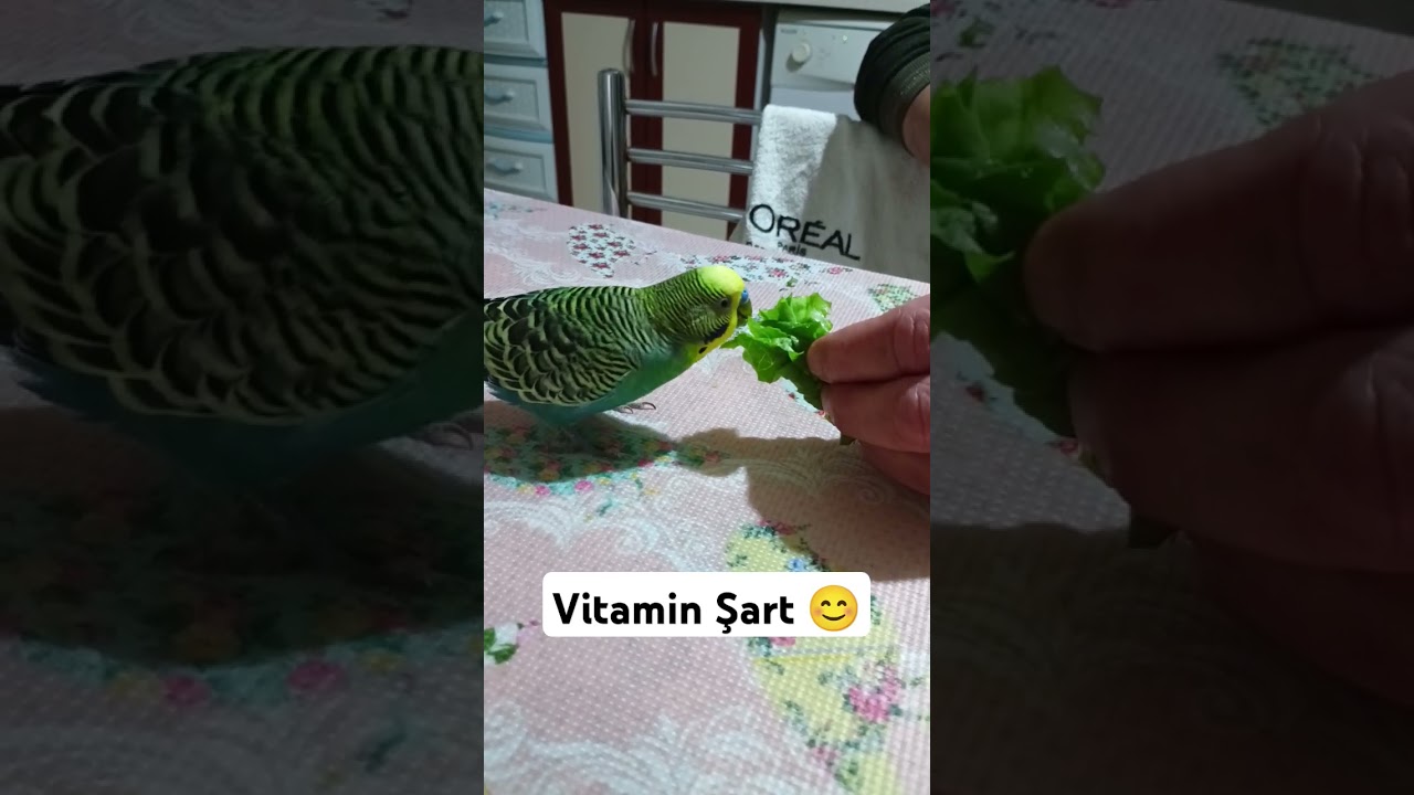 Vitamin Şart #muhabbetkusu #muhabbetkuslari #muhabbetkuşufıstık #kuslar #parrot #budgey #parakeet