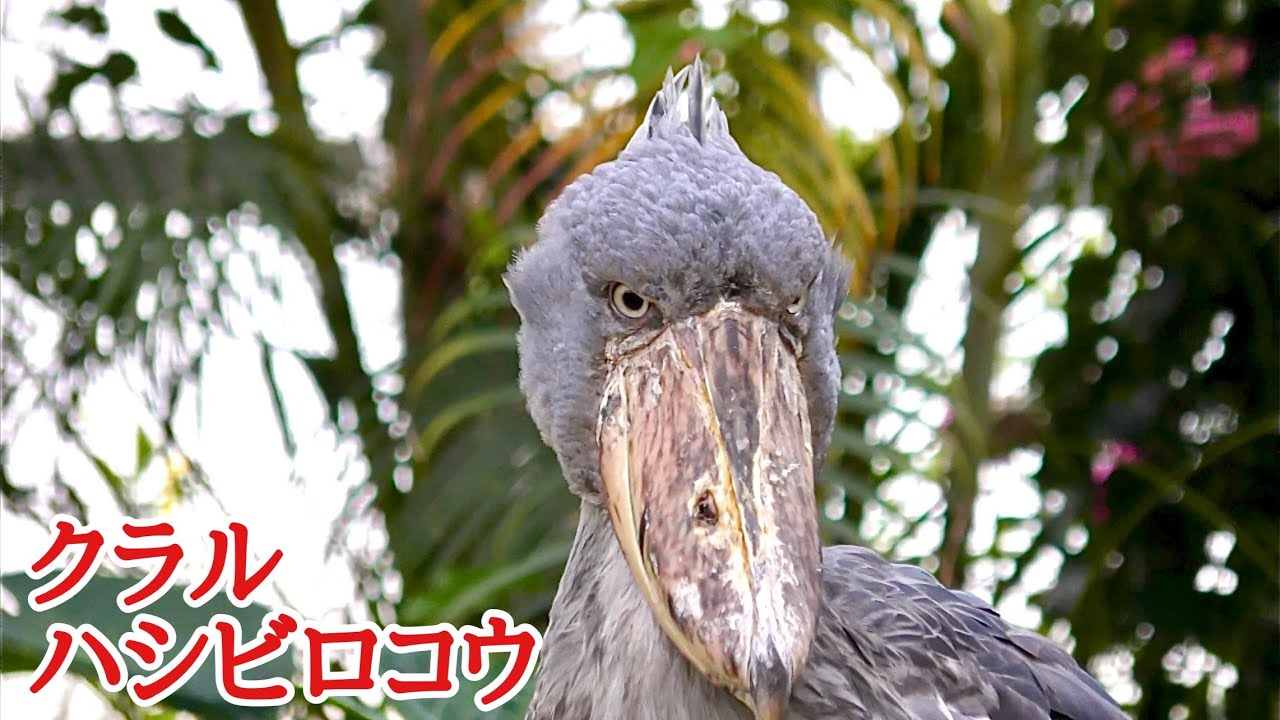 ハシビロコウ クラルちゃん 藁の上に立っています【神戸どうぶつ王国