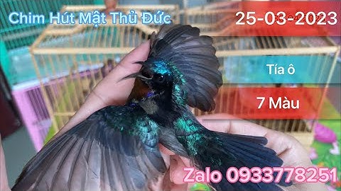 Chim Hút Mật Các Loại|| Hút Mật Tía Ô-7 Màu-Xác Pháo-Họng Đen-5màu Cám Hạt Cứng-Chim Hút Mật Sài Gòn