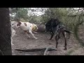 HUNTING WITH CATAHOULAS DOWN UNDER: Catahoulas bailing in the scrub