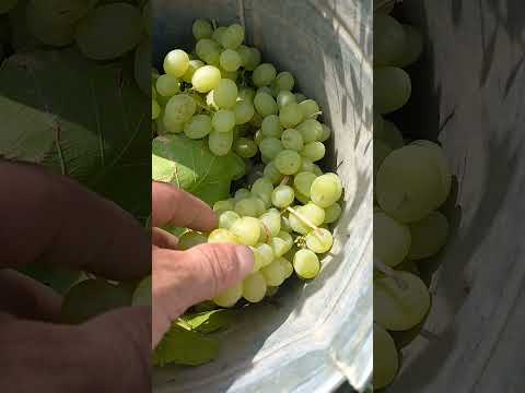 НАШИ ВИНОГРАД 🍇 ГОТОВЫ ДУРЬЗЯ ПОСТАВИТЬ ЛАЙК #yangiliklar #нижони #истаравшан #таджикистан #uzbek