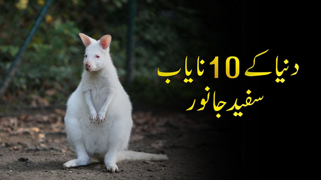 10 Most Rare White Animals In The World Urdu | Most Beautiful White Animals