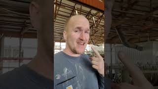 Everything you didn't know you wanted to know about cows teeth