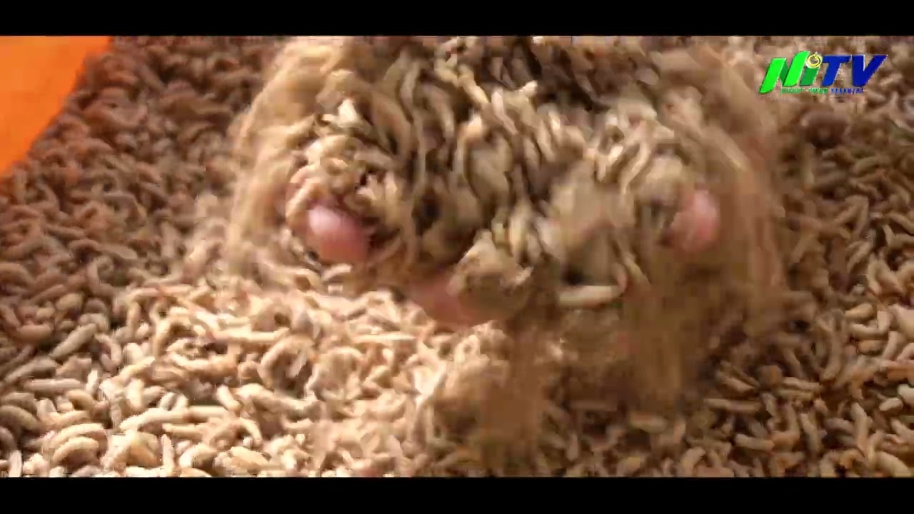 Budidaya Magot Black Soldier Fly di Yayasan Al Ashriyyah Nurul Iman