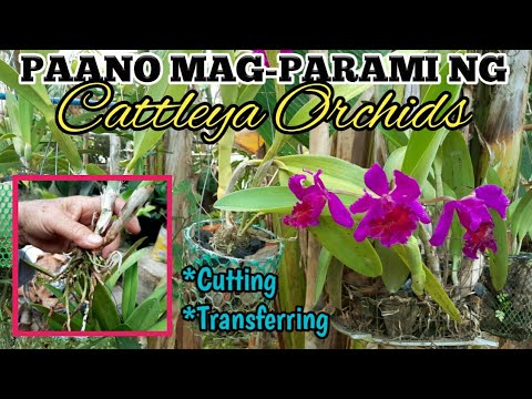 Video: Paano Mag-aalaga Ng Cattleya Orchid?