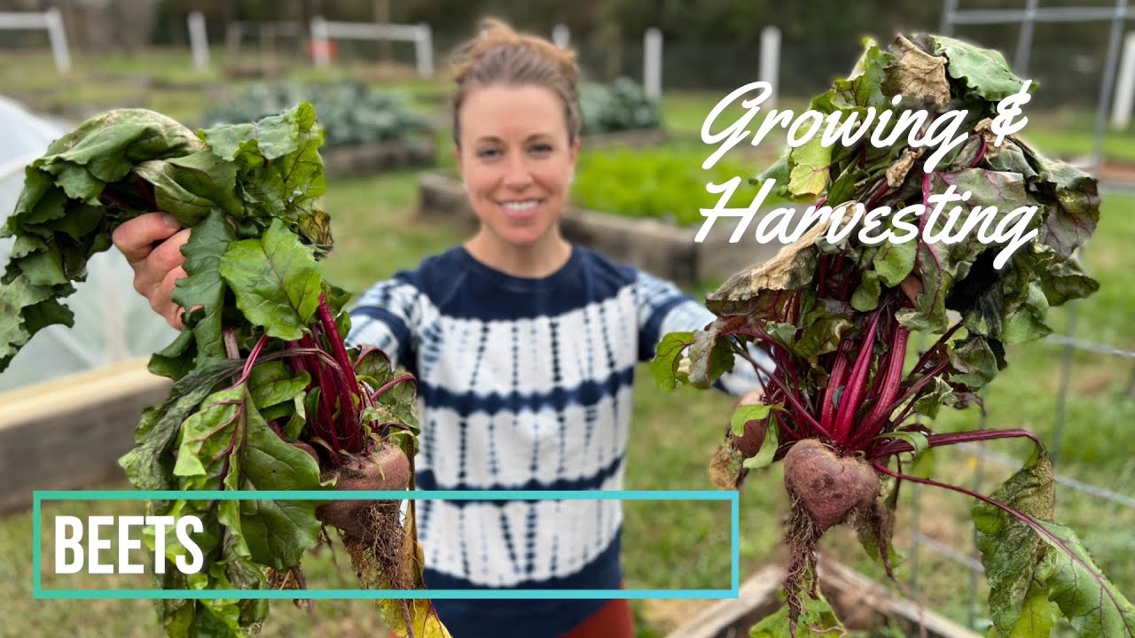 Beautiful Garden Beets: Growing, Harvesting, & Storing - YouTube