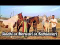 Difference Between Kathiawari, Marwari & Sindhi Horse Explained by KD Farms, Surat