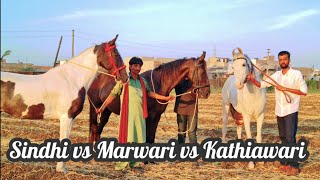 Difference Between Kathiawari, Marwari & Sindhi Horse Explained by KD Farms, Surat