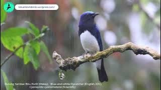 Blue-and-White Flycatcher / Burung Sambar Biru Putih [malay] (Cyanoptila cyanomelana) #nature #bird