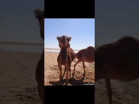 سيف النصر عوج اللغاوي