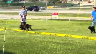 Sho- Me State Apbt Club Conformation Show 51014