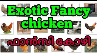 10 Most Beautiful Chickens In The World,Exotic Fancy breeds in the World ,അലങ്കാരകോഴി,ഫാൻസി കോഴി