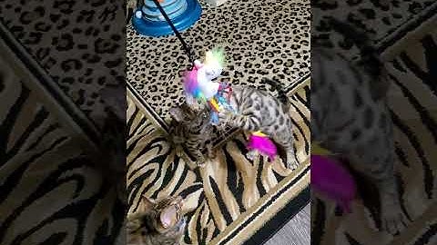 Video 623411: cute bengal kitten playing, bengal kitten toys
