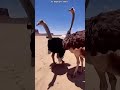 Fake Animal Prank. #shortvideo #bassboosted
