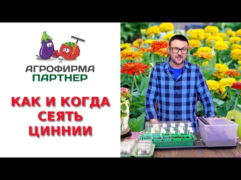 КАК И КОГДА СЕЯТЬ ЦИННИИ