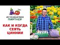 КАК И КОГДА СЕЯТЬ ЦИННИИ