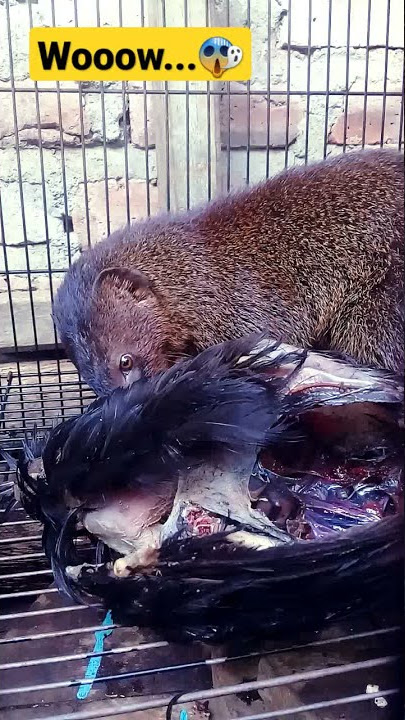 seramnya garangan makan ayam😱#shorts