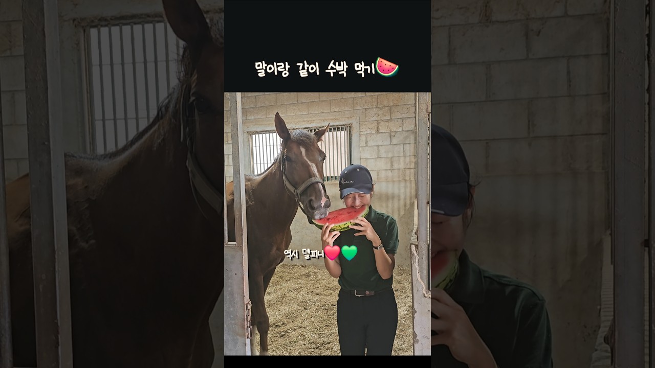 말이랑 동시에 수박 먹기 도저언‼️🍉🍉