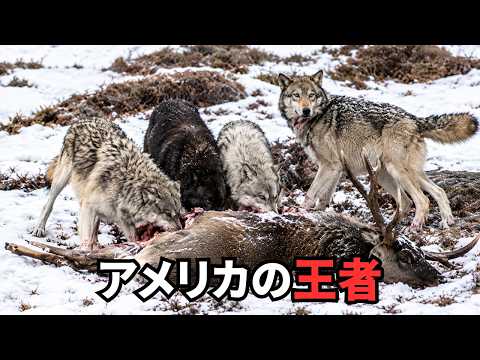 アメリカの野生動物｜最強のハンターたちが生きる大地のサムネイル