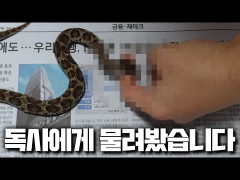 독사 살모사에게 물려보겠습니다 Got bitten by a venomous viper