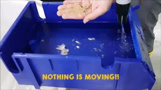 Solid Removal in a Mud Crab Vertical Farm Box