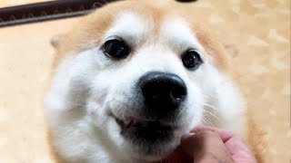 なでられると空気が抜けてふにょる柴犬