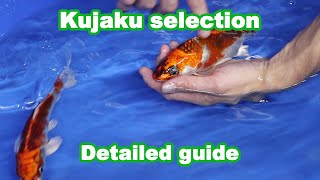 Kujaku Koi variety and selection [KOI GUIDE]