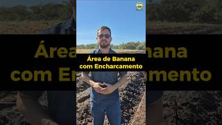 Área de Banana com Encharcamento