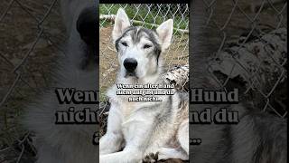 Wenn ein alter Hund nicht aufgibt und du auch nicht...  #hundeverhalten #hundeverstehen
