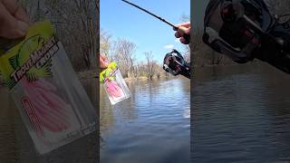 Rainbow trout hits pink Trout Magnet Cross #troutfishing #troutmagnetcross #fishon #rainbowtrout