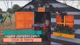Rogate Pumpkin Patch - Nr. Petersfield, UK 4K