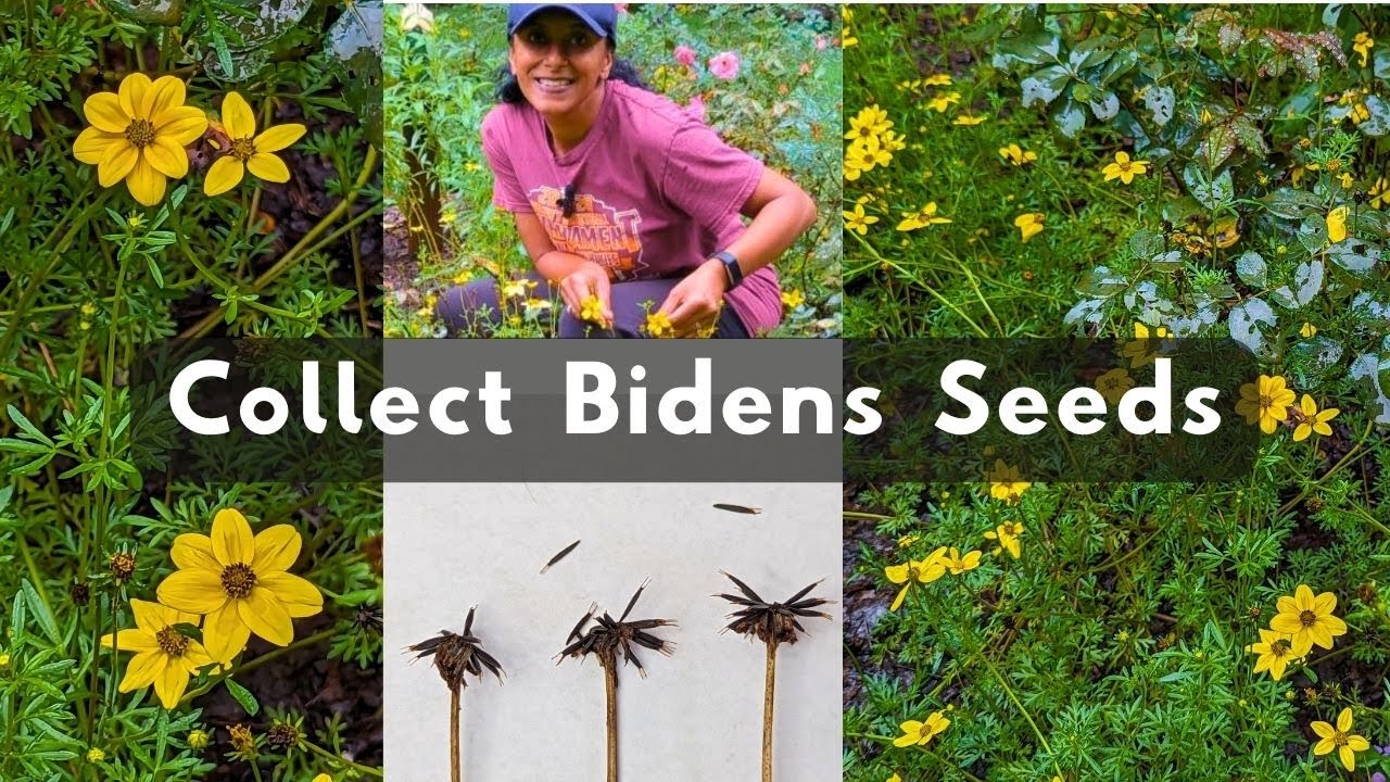 How To Collect Bidens Flower Seeds