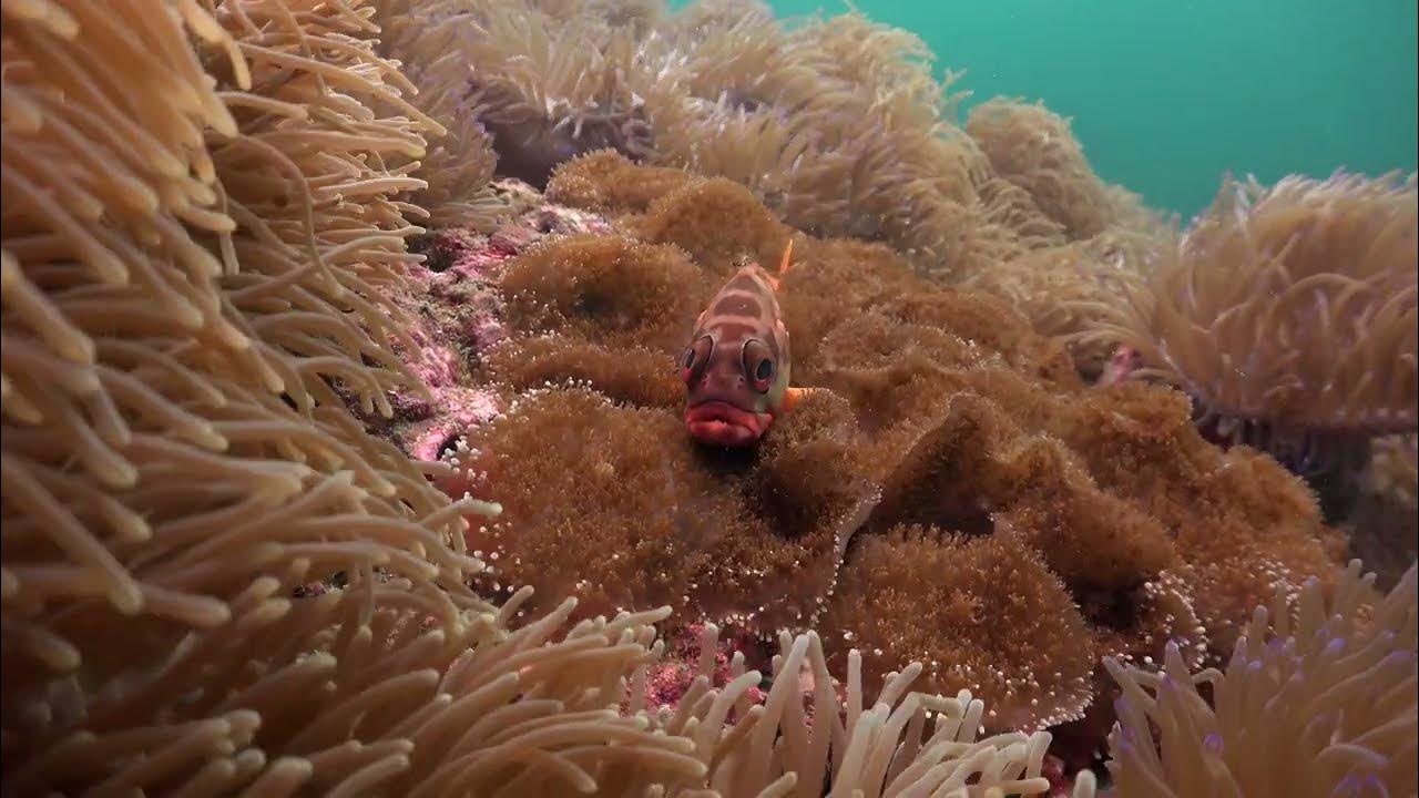Hunting moray eel with coral groupers at Sail Rock 14 January 2023
