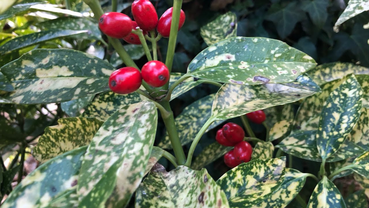 Aukuba japońska  - uprawa w gruncie