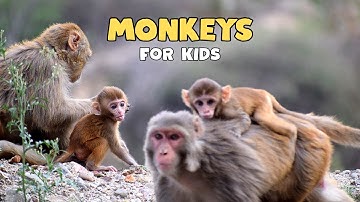 Monkeys | Educational Video for Kids