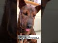 顔面崩壊犬を動物病院に連れて行った結果…
