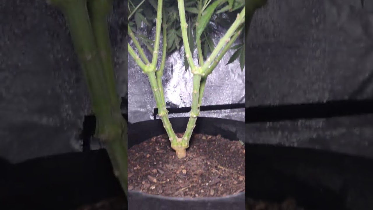 Gelato 🪴 at day 60 of flower 💡 lights out