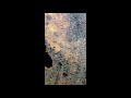 緬甸小葉降真倒架黃金甲/花香花蜜香-擺件