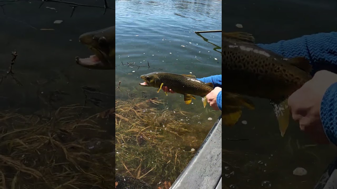Solid Brown that ate an 8in streamer 