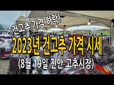   건고추가격 하락 23년 고추시세 가격 8월 19일 진안고추시장