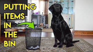 Dog Training - Putting Things In The Bin. by Bex88 10,148 views 6 years ago 6 minutes, 11 seconds