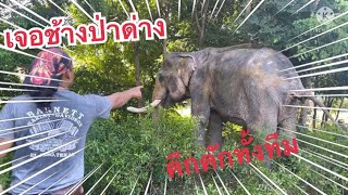 เมื่อหัวหน้าทีมออกมา‼️ช้างทุกเชือกมีอาการ