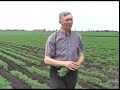 Земледельцы «Овощного» рассчитывают на хороший урожай