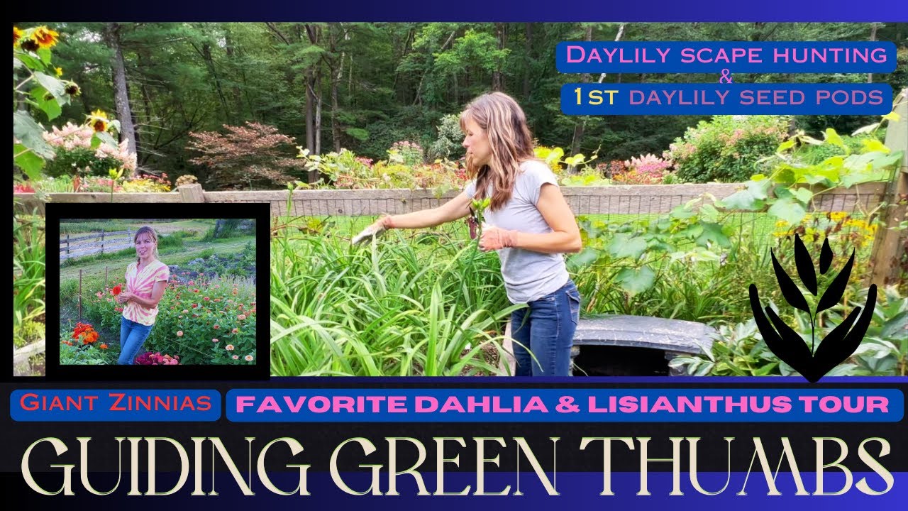 Гигантские циннии Бенариса // Уборка домашнего сада // Первый стручок с семенами лилейника // Обз...